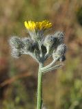 Pilosella procera