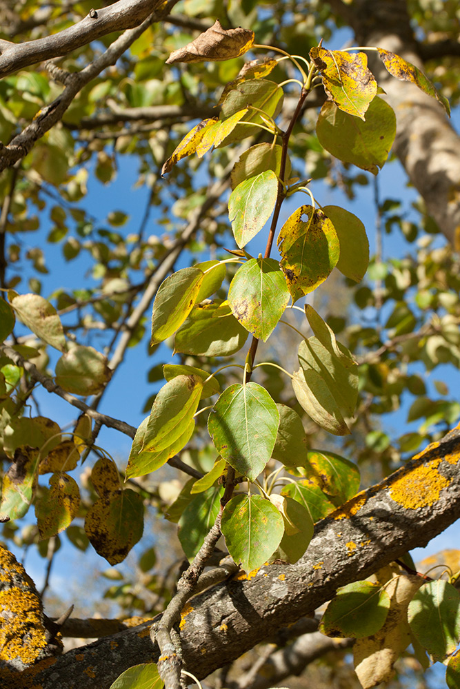 Image of Populus suaveolens specimen.