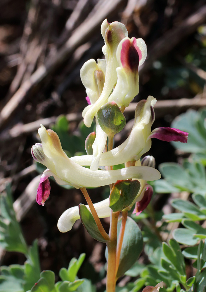 Image of Corydalis darwasica specimen.