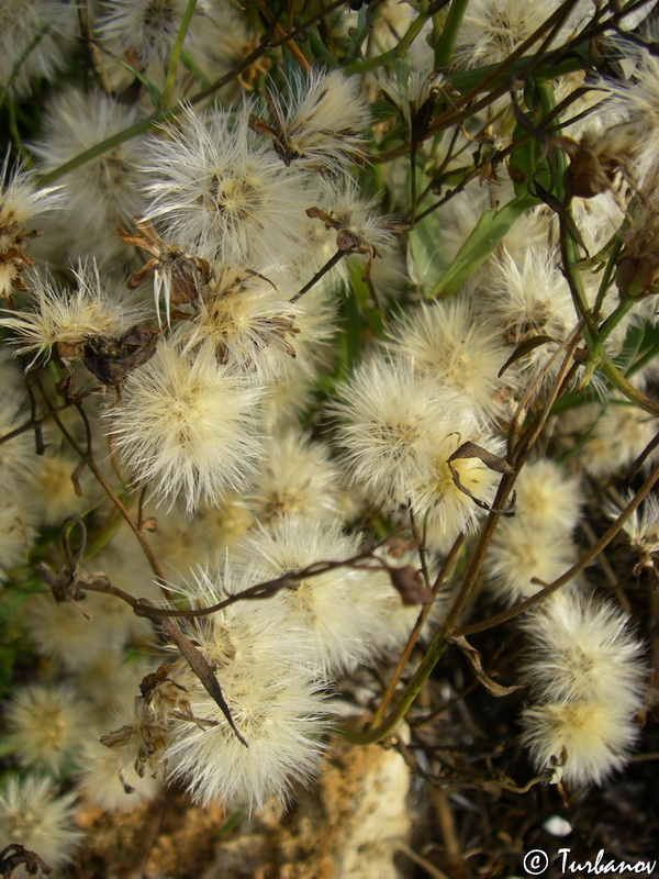 Image of Tripolium pannonicum specimen.