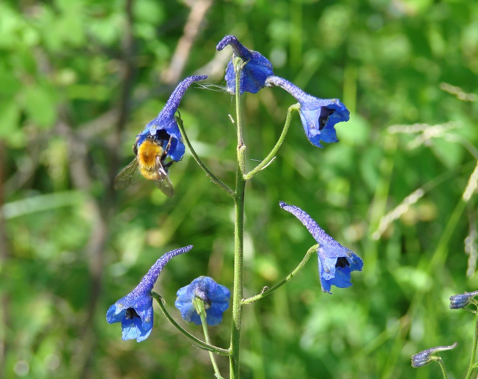 Изображение особи Delphinium elatum.