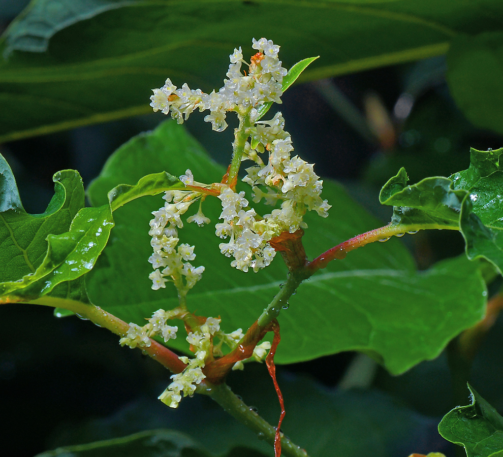 Изображение особи Reynoutria sachalinensis.