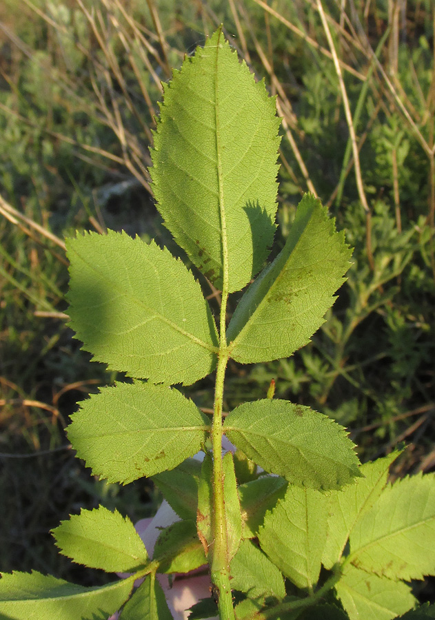 Image of Rosa pygmaea specimen.