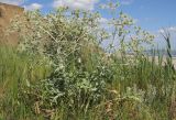 Eryngium campestre