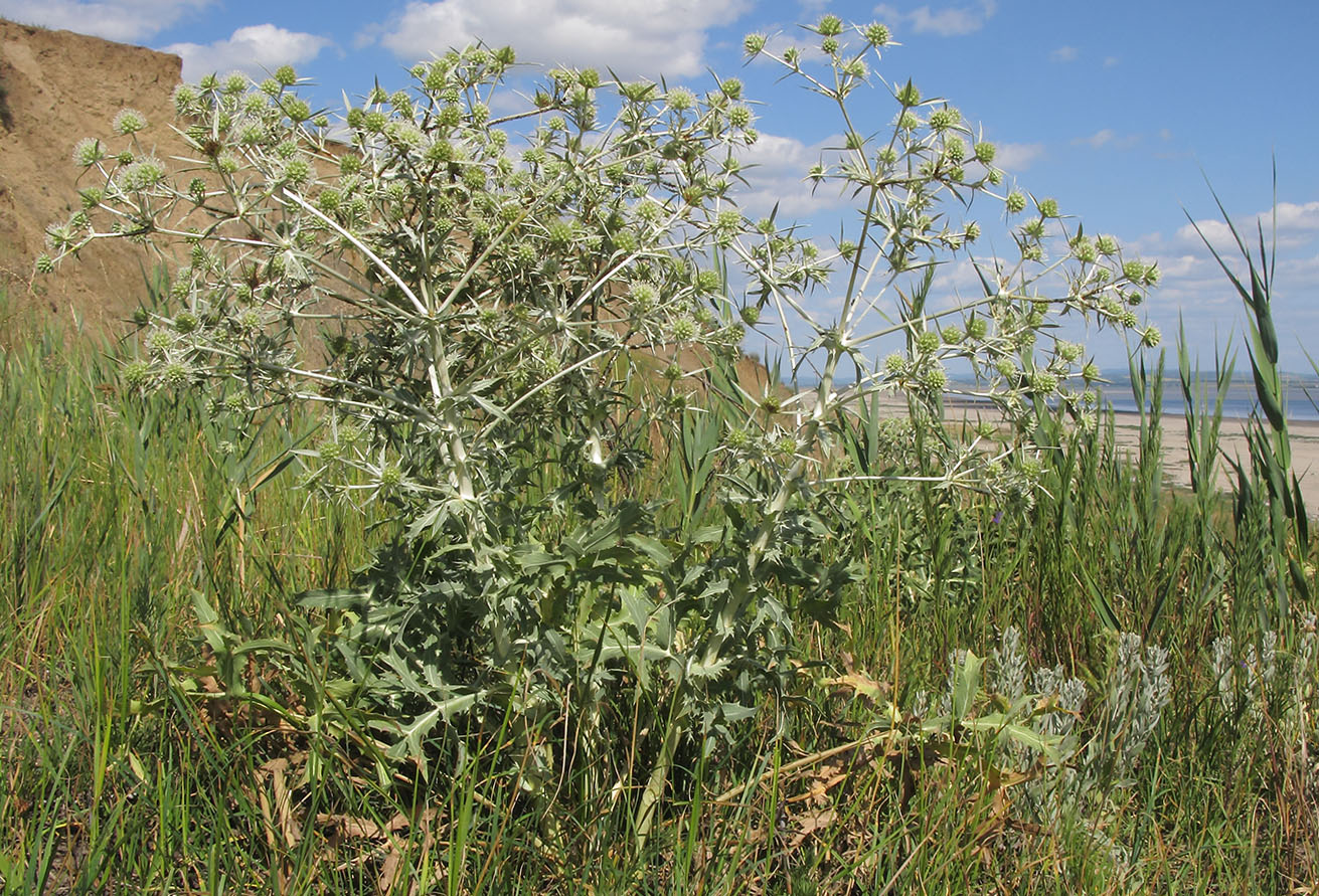 Изображение особи Eryngium campestre.