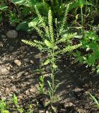 Lepidium densiflorum