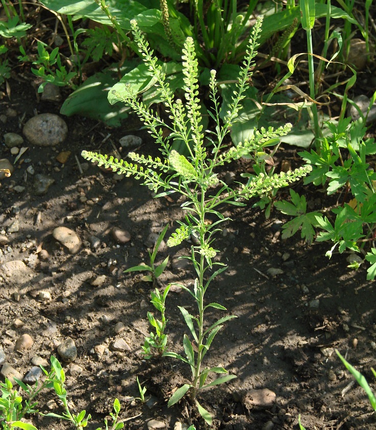 Изображение особи Lepidium densiflorum.