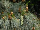 Pinus peuce