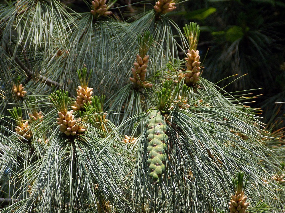 Изображение особи Pinus peuce.