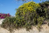 Senecio angulatus