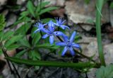 Scilla bifolia. Цветущее растение в ясенёво-дубовом лесу. Украина, Киев, заказник \"Лесники\". 30 марта 2009 г.