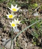 Tulipa binutans