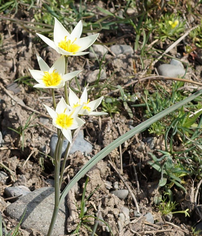 Изображение особи Tulipa binutans.