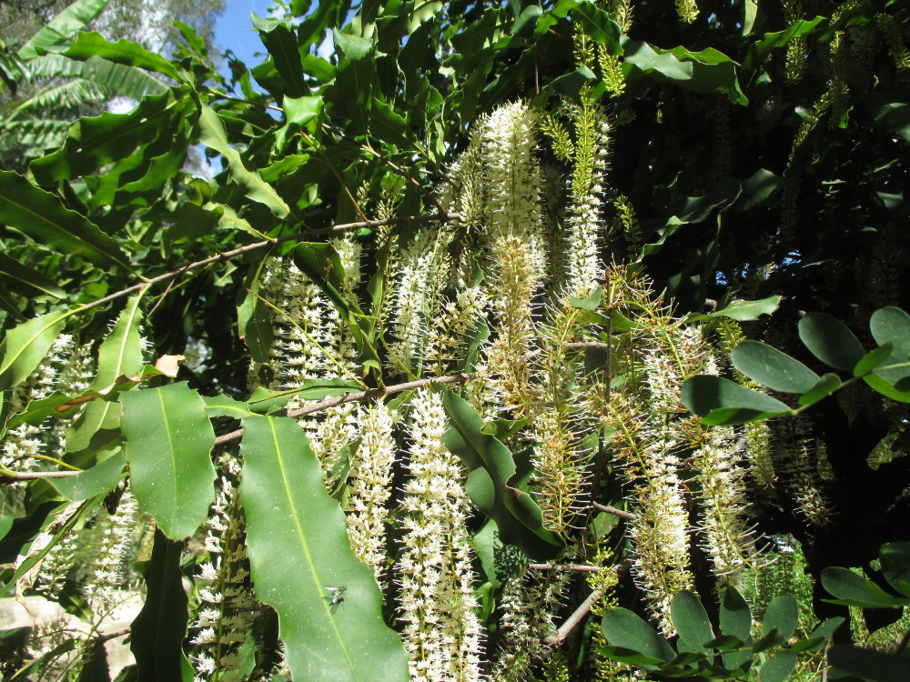 Image of Macadamia tetraphylla specimen.