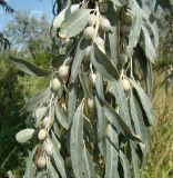 Elaeagnus angustifolia. Часть ветви с незрелыми плодами. Казахстан, г. Байконур, в озеленении. 15.08.2009.
