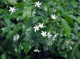 Tabernaemontana orientalis. Верхушка ветви цветущего кустарника. Андаманские острова, остров Хейвлок, в культуре. 31.12.2014.