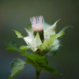 Cirsium oleraceum