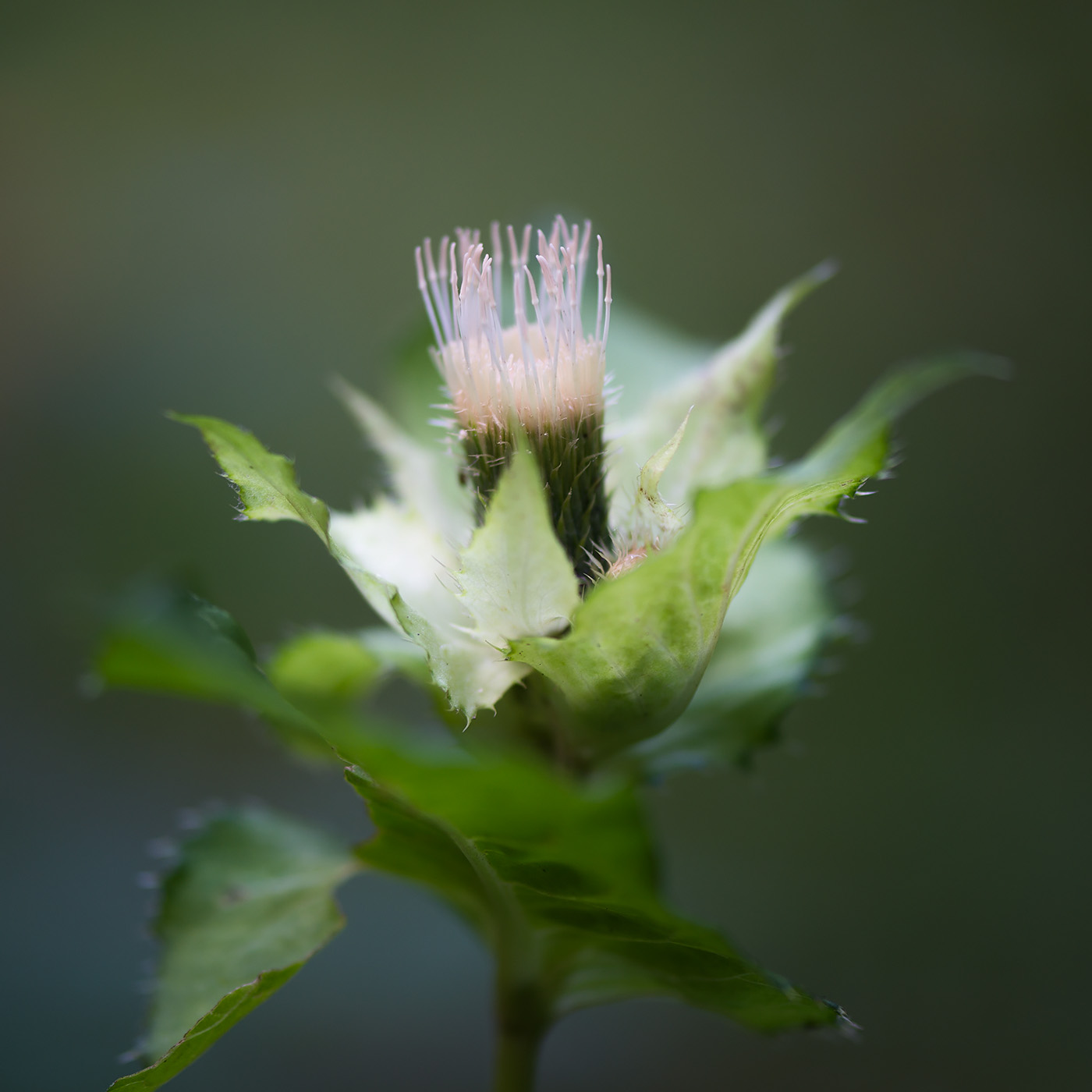 Изображение особи Cirsium oleraceum.