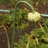 Allium sativum