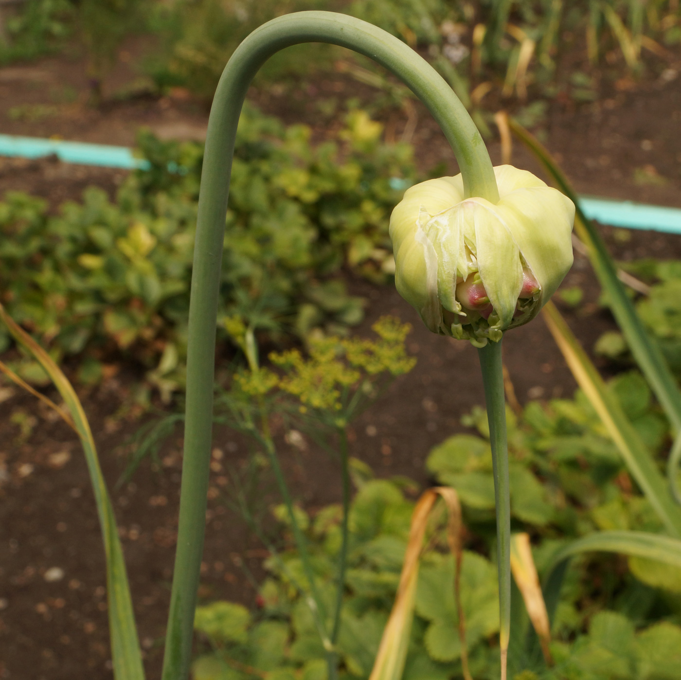 Изображение особи Allium sativum.