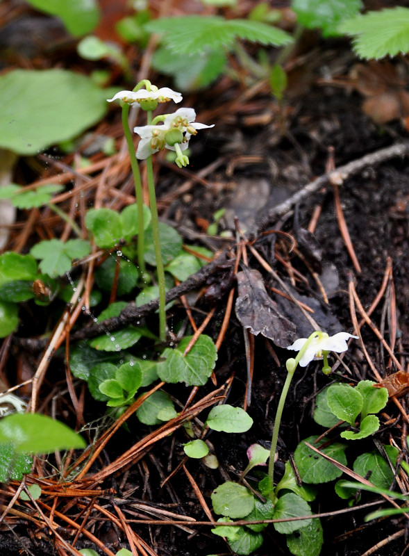 Image of Moneses uniflora specimen.