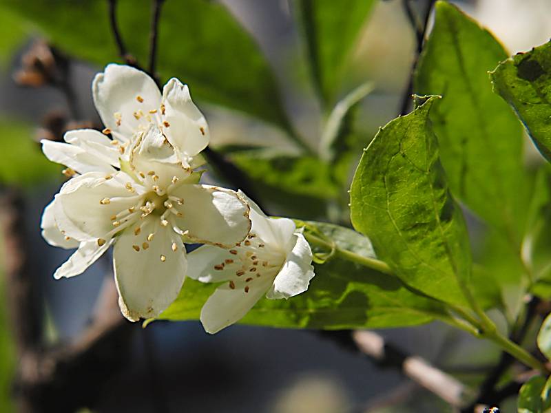Image of Philadelphus coronarius specimen.