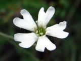 Lychnis sibirica. Цветок. Якутия (Саха), южные окр. г. Якутска, холмы. 11.06.2012.