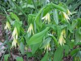 Uvularia grandiflora