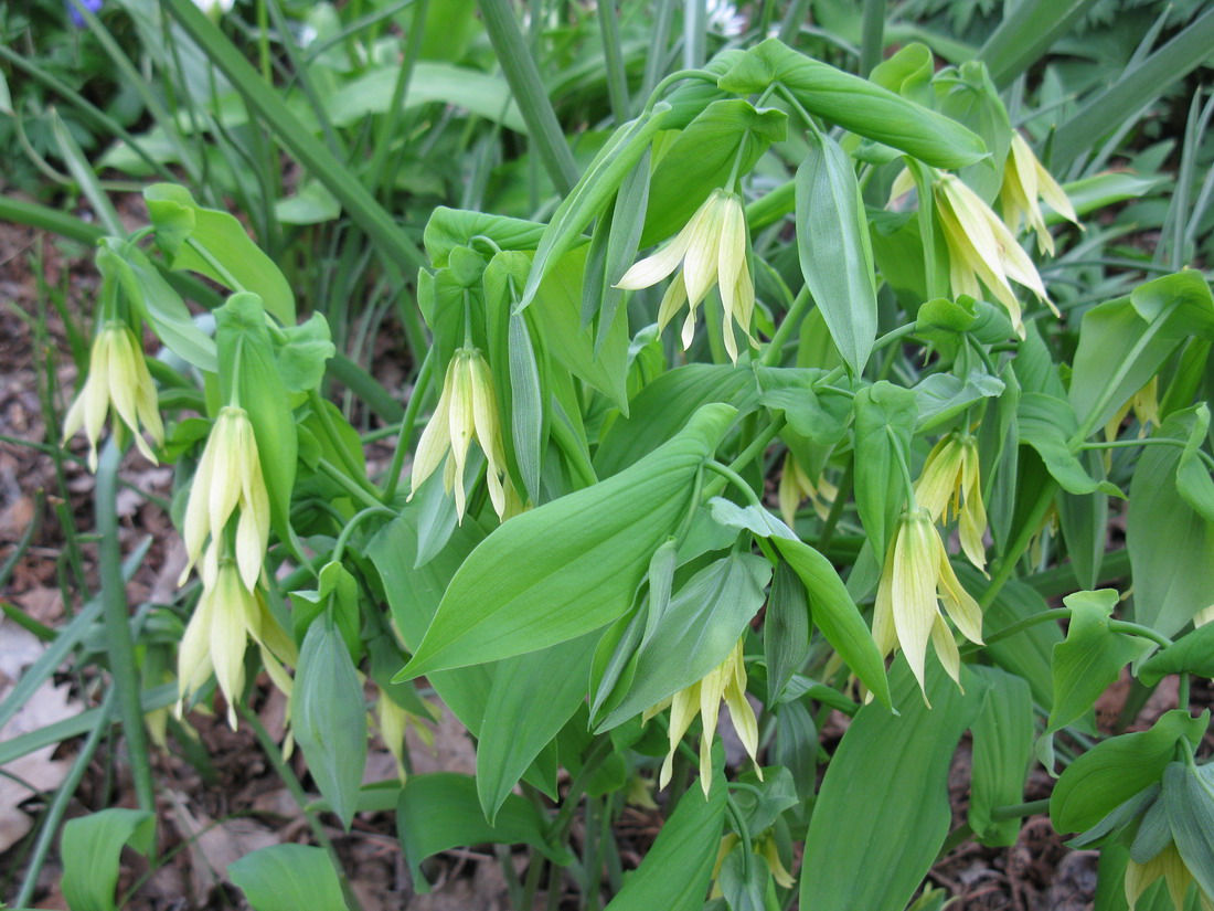 Image of Uvularia grandiflora specimen.