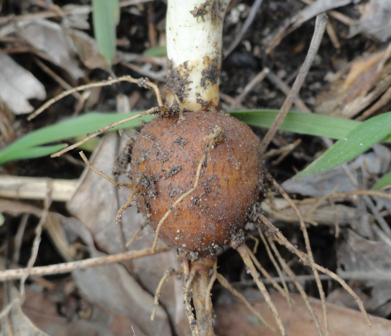 Изображение особи Chaerophyllum bulbosum.