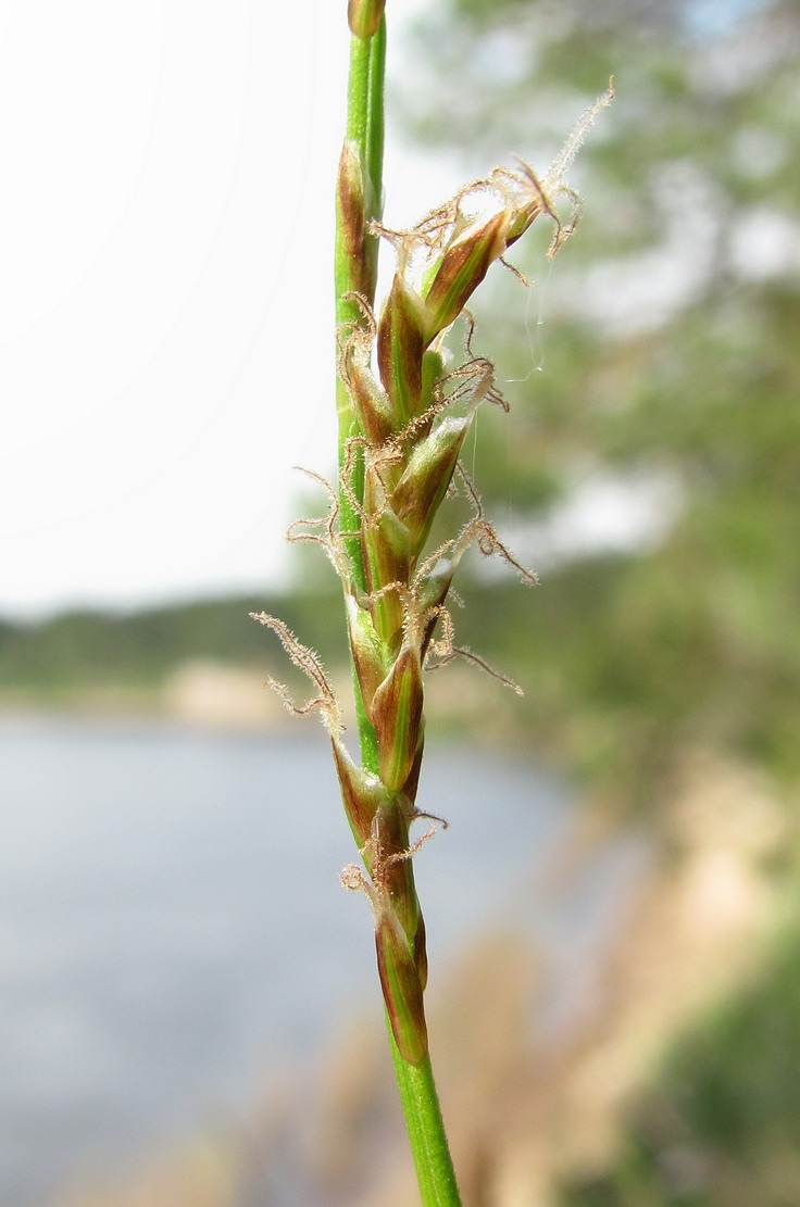 Изображение особи Carex rhizina.