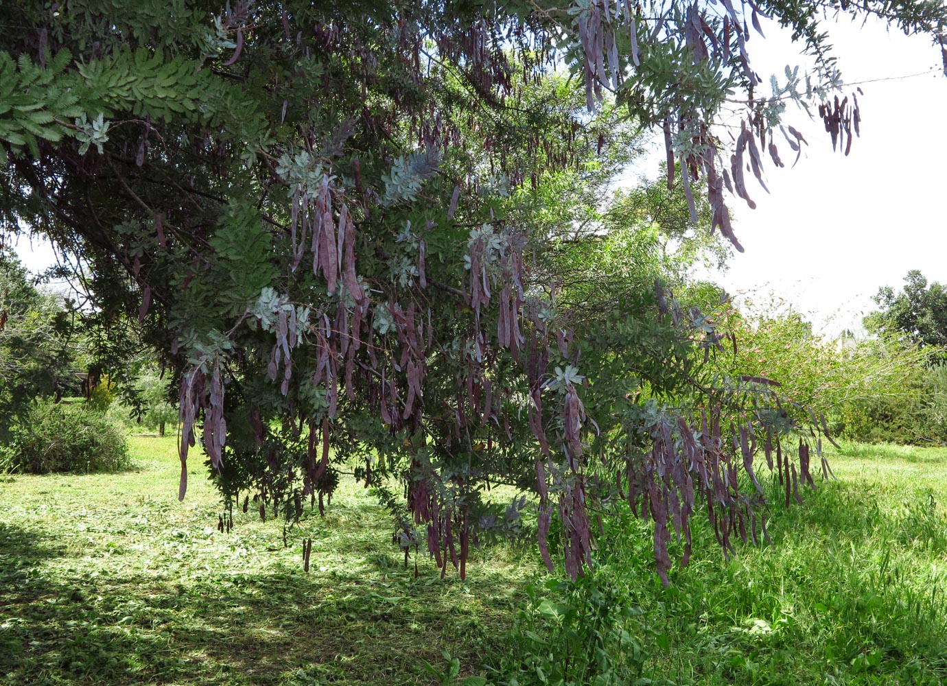 Изображение особи Acacia baileyana.