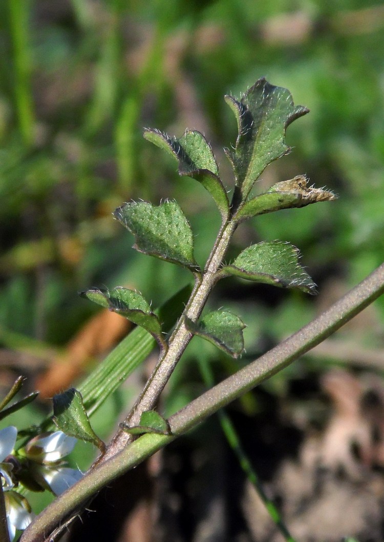 Изображение особи Cardamine hirsuta.