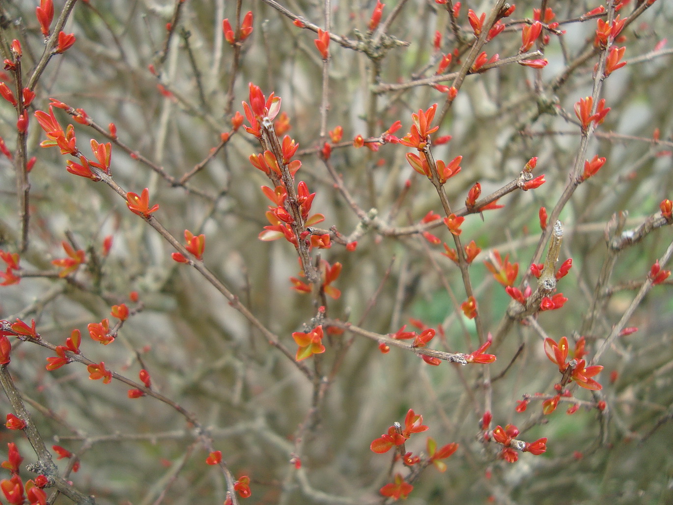 Изображение особи Punica granatum.