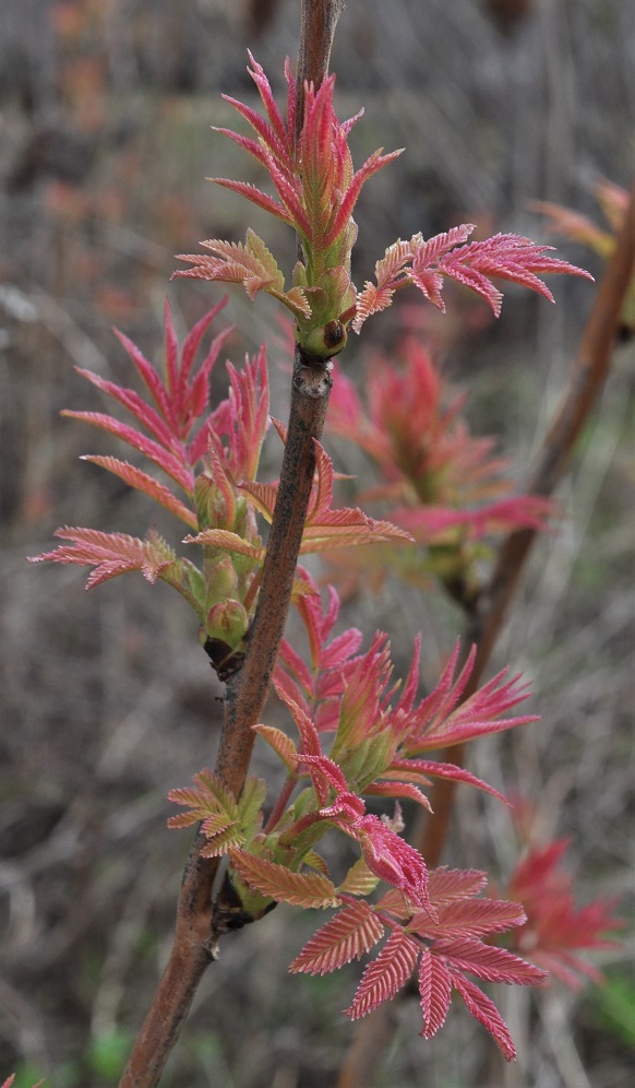 Изображение особи Sorbaria sorbifolia.