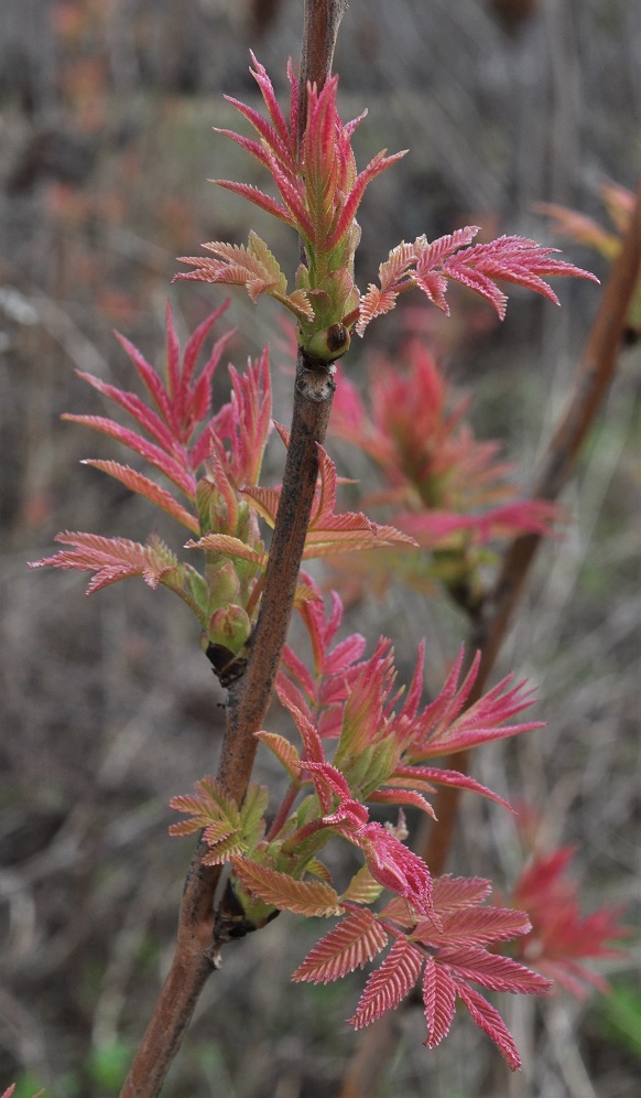 Image of Sorbaria sorbifolia specimen.