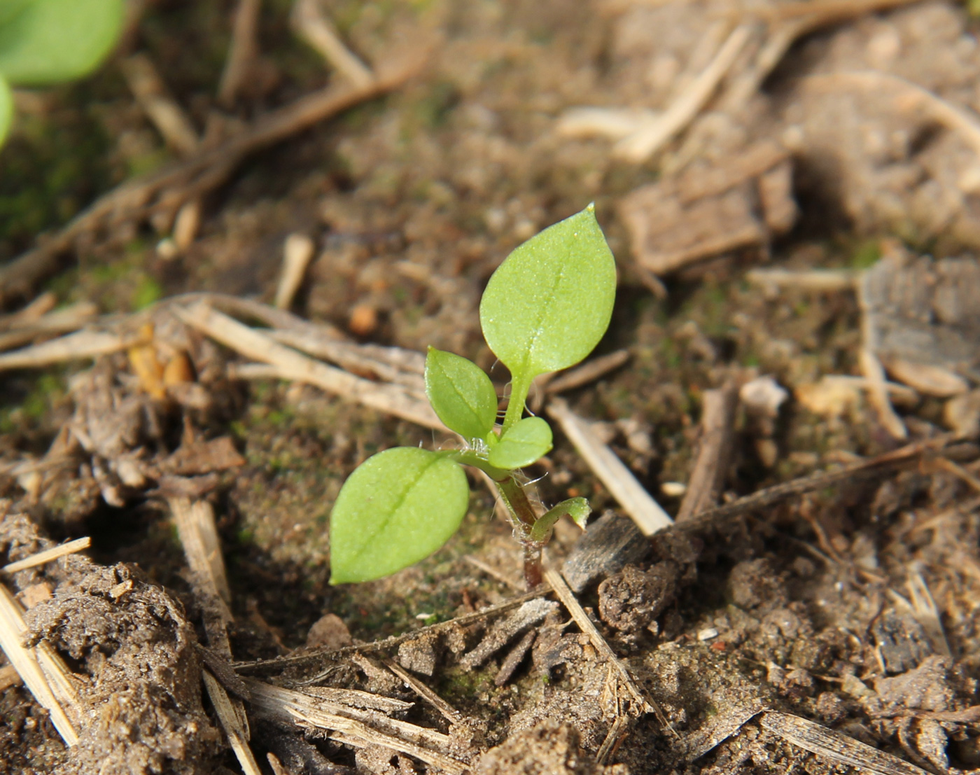 Image of Stellaria media specimen.