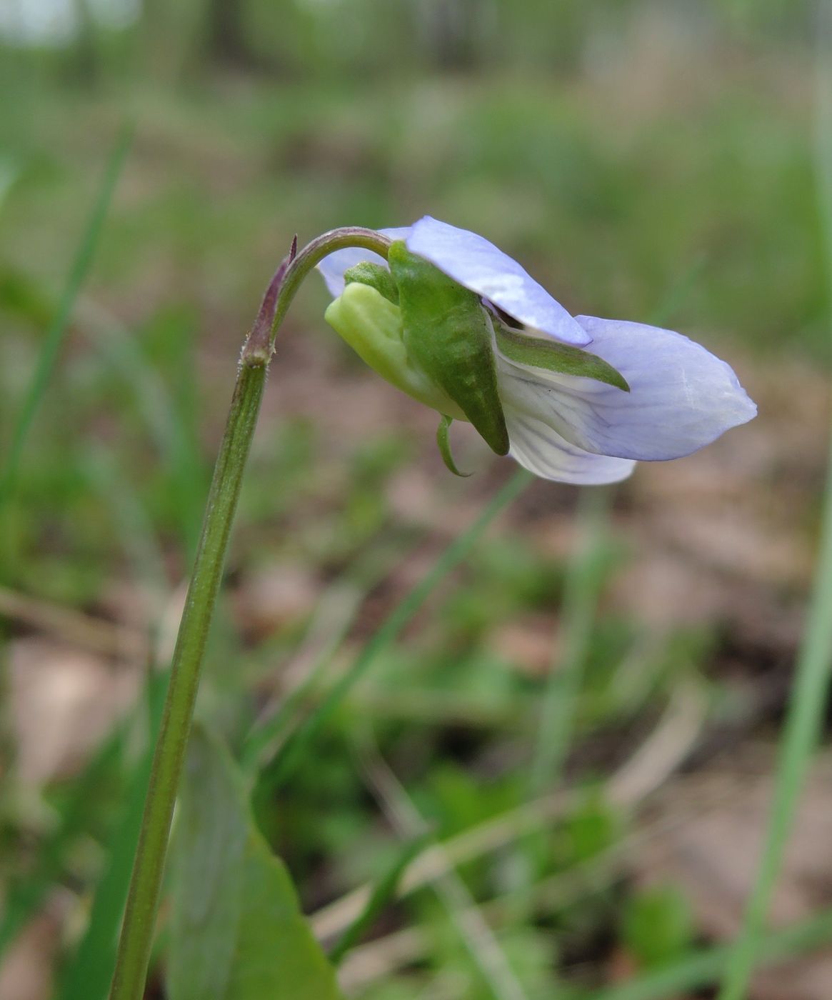 Image of Viola canina specimen.