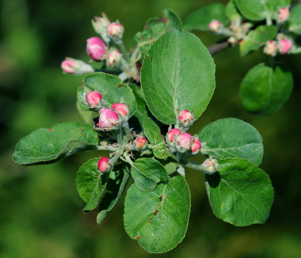 Изображение особи Malus domestica.