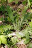 Cirsium vulgare