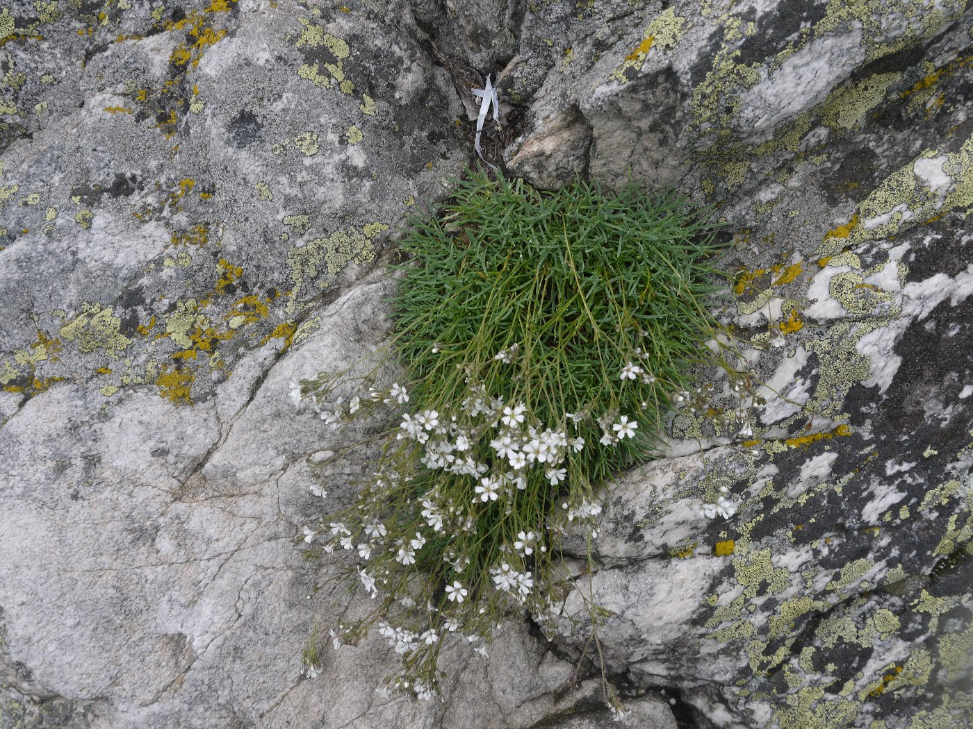 Изображение особи Gypsophila uralensis.