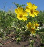 Potentilla caucasica. Цветки. Краснодарский край, м/о г. Геленджик, хр. Маркотх, гора Мухины Поляны, ≈ 650 м н.у.м., горный луг. 21.05.2015.