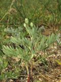 Potentilla orientalis. Отцветшее растение. Крым, Арабатская стрелка, приморские пески. 28 мая 2016 г.