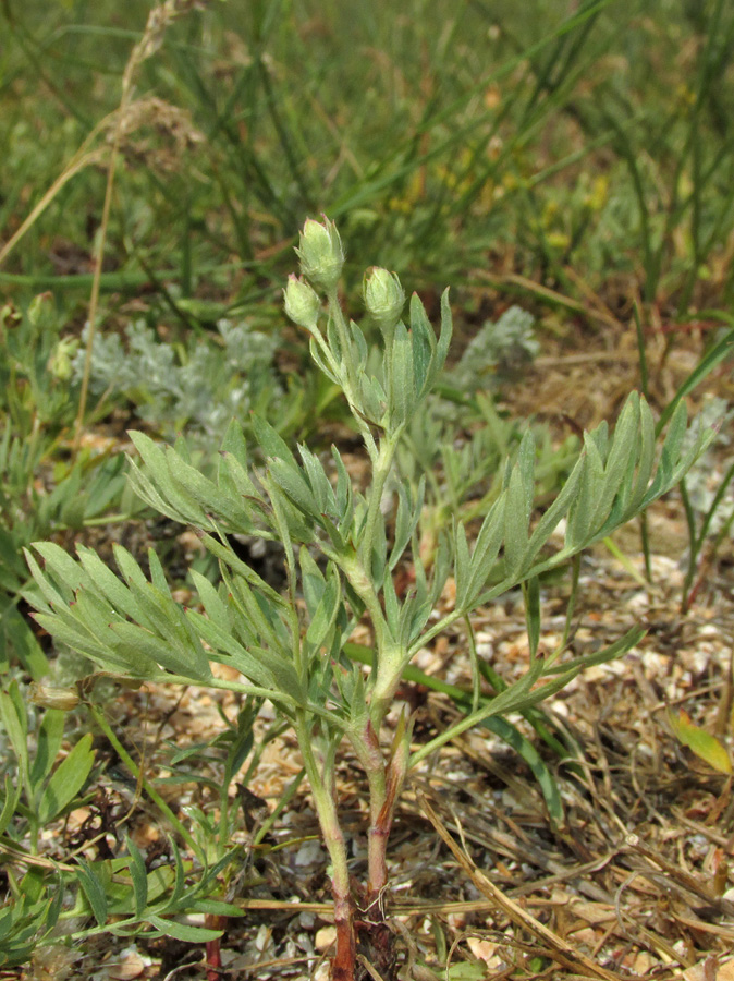 Image of Potentilla orientalis specimen.