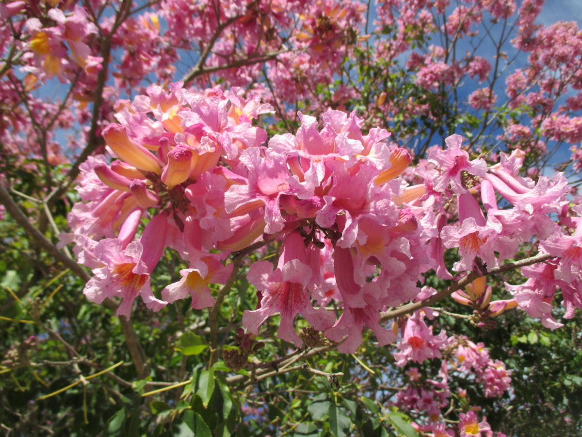 Image of Tabebuia impetiginosa specimen.