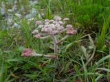 Glehnia litoralis. Расцветающее растение. Приморье, окр. г. Находка, бухта Шепалово, песчаный пляж. 11.06.2016.