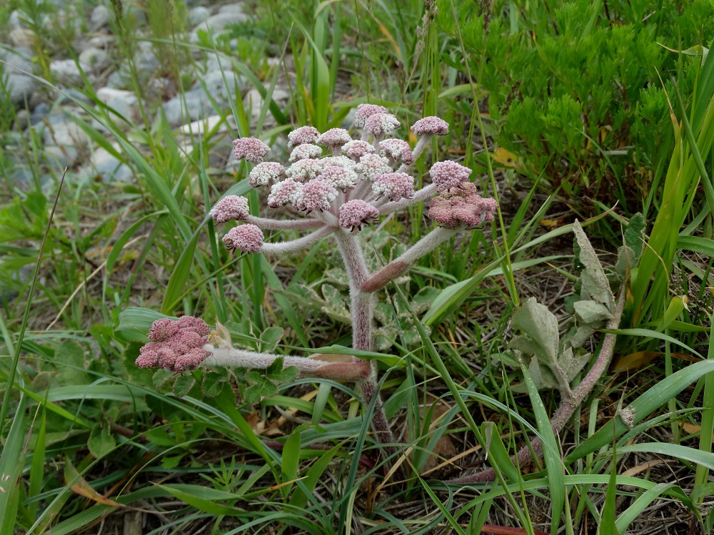 Image of Glehnia litoralis specimen.