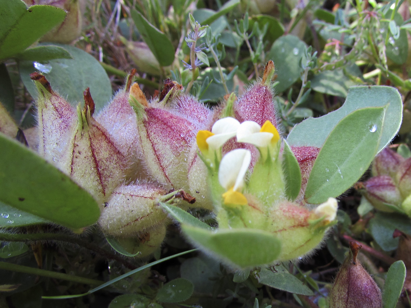 Изображение особи Tripodion tetraphyllum.