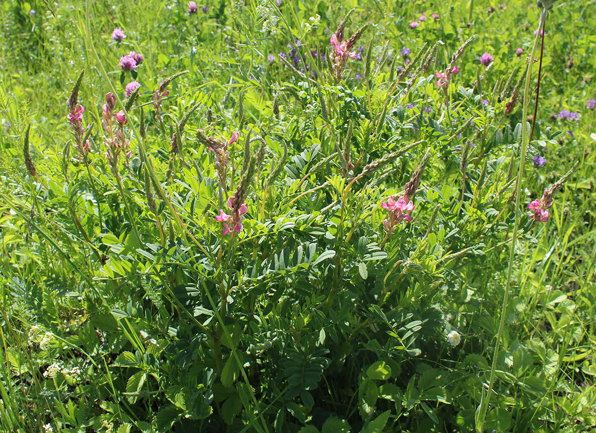 Изображение особи Onobrychis viciifolia.