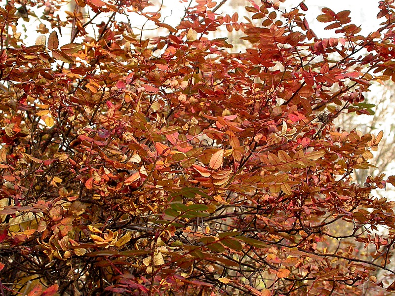 Image of Rosa spinosissima specimen.